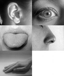 photo five senses