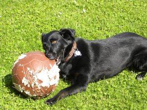 photo dog chewing ball