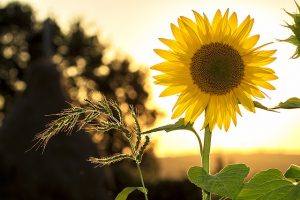 photo sunflower free psychic readings